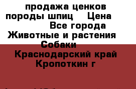 продажа ценков породы шпиц  › Цена ­ 35 000 - Все города Животные и растения » Собаки   . Краснодарский край,Кропоткин г.